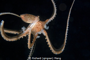 WOW, first time that I saw octopus carrying eggs by Richard (qingran) Meng 